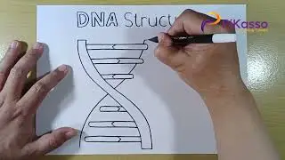 How to Draw DNA Double Helix Simple