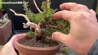 【SNP】真柏を追い込む #盆栽 #bonsai