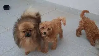 s&uuml;&szlig;e Welpen spielen,bellen & jaulen,Zwergspitz, Pudel #welpe #hundeliebe #hundeblog #hundegesundheit
