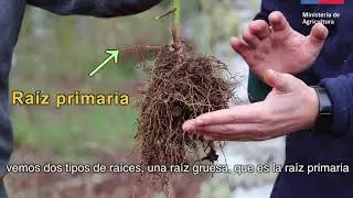 Recomendaciones técnicas para plantar un árbol nativo