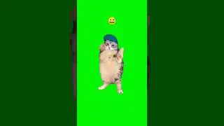 Cat Dances to Girlfriend | Green Screen #cat #catmeme #dance #memes #viral#shorts #fyp#youtubeshorts