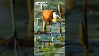 African Jacana: Unveiling the Mystery #animalfact #interestingfacts