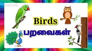 Birds Tamil & English / Birds / learn Birds name in tamil and english for toddlers @Elatekidz-ql1yk