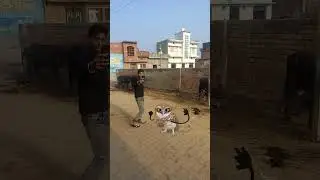 owl funny dancing video 🤣😂#owlshorts #owldance #viral #trending