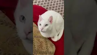 Cat looking Around
