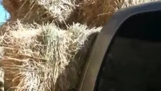 Horse Hay- Power of Observation - Beware of Horse Trainer Tricks - Rick Gore Horsemanship