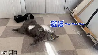 【スコ猫トト君】今日のトト君は構ってちゃん発動ですwww