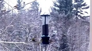 Winter feeding frenzy
