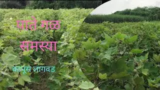 कापुस पाते गळ समस्या नवीन फुल धारणा