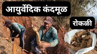 आयुर्वेदिक औषधी कंदमूळ रोकळी | जमनीच्या आतमधुन खोदून काढली🥔
