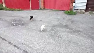 05. Landscapes of my city - Dog Duo Public Performance