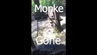 Monkey screams, Spins and then Disappears....But I made it more sad.