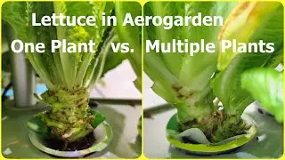 Lettuce - 1 plant vs. multiple plants per pod #aerogarden #hydroponics