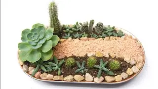 Succulent and Cacti Arrangement Idea for your Dish Garden
