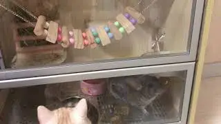 The Chinchilla Mansion: A New Addition to Our Cat and Dog Family!