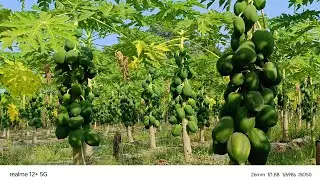 पपीते की खेती की जानकारी, ताइवान रेड लेडी 786 एफ वन वेराइटी
