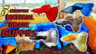 Top 5 Cheapest Breeders But Material Grade Guppies! | Good Quality Without Spending To Much Money!