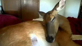 deer sleeping in bed
