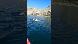 it's time to swim, Hunza Valley| Borith lake | #viral #shorts #youtubeshorts