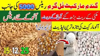 Wheat market full hot rates towards 5000 | Corn rates increased |New potato rates|Munji, Makki, Rate