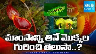 Carnivorous Plants Explained |Venus Flytrap, Pitcher Plant & Sun Dew |Non-Vegetarian Plants on Earth