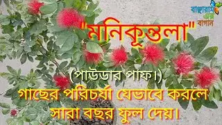 টবে মনিকূন্তলা চাষের পদ্ধতি।/How to grow and care powder puff./Calliandra.