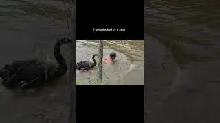 Duck attack #funny #funnyvideo #funnyshorts #traveldestinations #love #nature #duck #attack