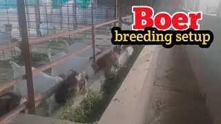 Boer full blood line import male breeding setup boer kids Phaltan Maharashtra