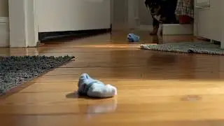 The 