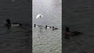 Cute little Tufted Ducks and a coot, swim along. #tuftedduck #coot #nature