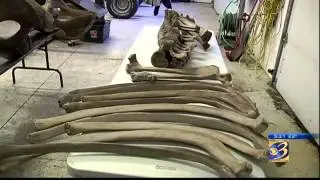 WWMT Mastodon bones found in yard