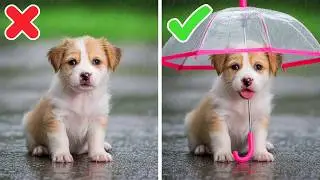 Rich Cat VS Poor Dog! *Coolest DIY and Gadgets for Pets by 123 GO!
