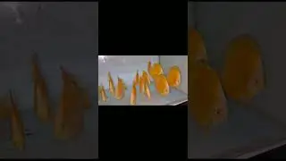 Discus Fish - Best Quality Across India / Discus Fish For Planted Aquarium -49 Call Arjun 9565911333