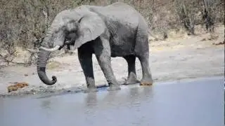 Elephant drinking water