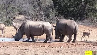 World Rhino Day 2019 -  Rhino Breeding Pair In Harmony With Kudu And Impala
