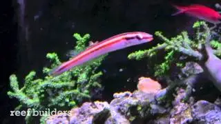 Candy Cane Hogfish