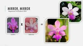 Rare Phalaenopsis Species & Primaries
