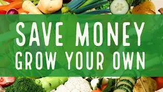 save money grow your own food