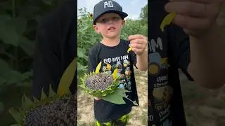 Carson Lee knows his stuff! #farmfacts #farming #farmingfamily #sunflower