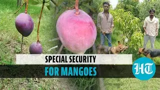 Why ‘costliest mango’ Miyazaki is protected by guards & dogs in MP