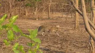 Female leopard with her sub-adult cub in the miombo woodland, Northern Kafue Np.