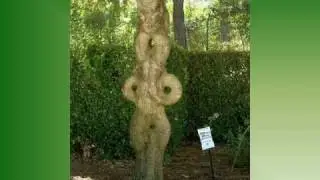 Art Arbres d'Axel Erlandson