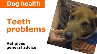 Dog teeth problems - Vet Advice