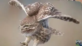 Голоса птиц: домовый сыч