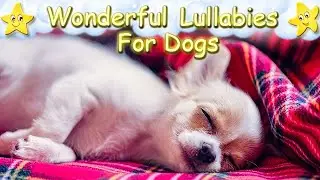 Effective Music For Chihuahua Dogs ♫ Relax Your Puppy In No Time