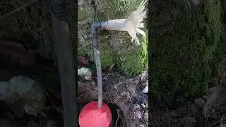 Instalando isca para mombucão