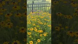 Easy Gardening: Drought Tolerant Perennials #gardendesign #pollinatorgarden