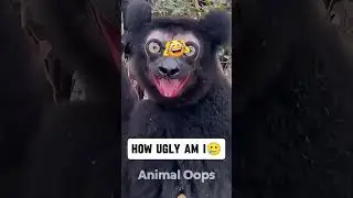 Worldwide Animal Fails 2025 | Viral Clips That Broke the Internet! #short