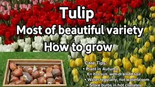 Tulip🌷bahut hi sundar variety|| Aaj me apne garden me lgaungi||🌱#plantslover ##tulip #homegardening