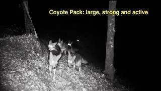 Update, Coyotes February 2026  Bay Area Wildlife Corridor